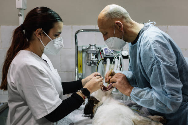 24-Hour Dental Clinic Near Me Lowell, OR